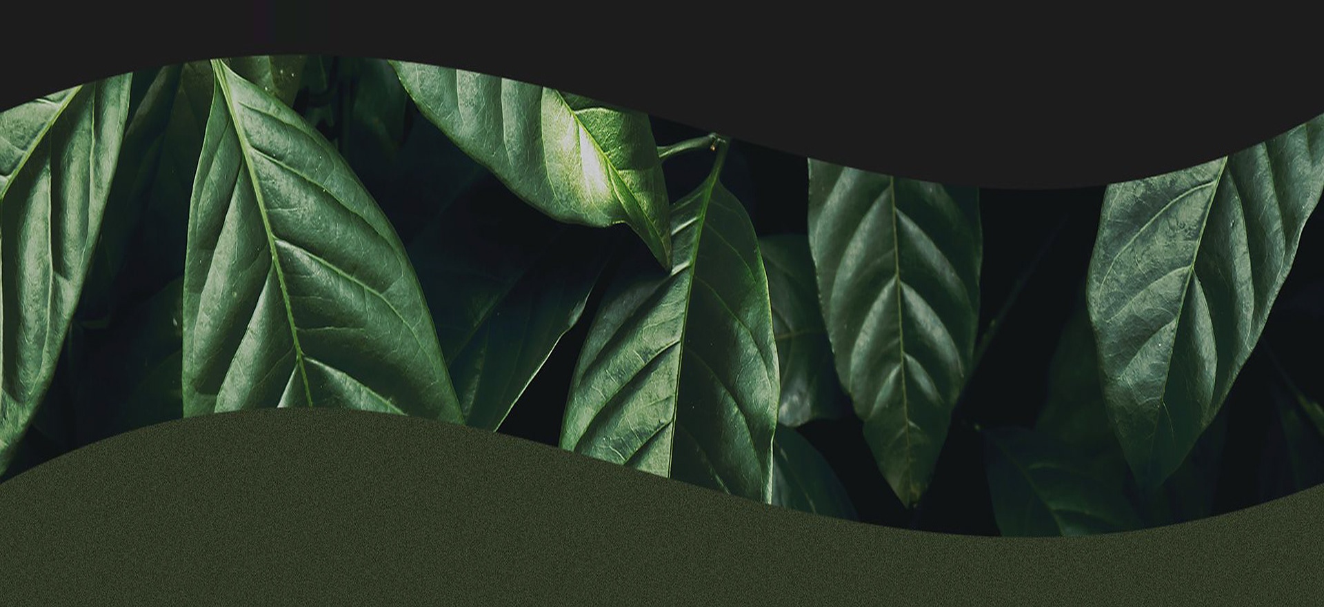 Maikhao — Wave Container with Tropical Foliage